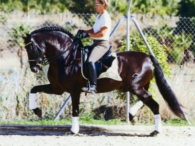 Marbella-Horses---Doma-Clasica---Entrenamiento-caballos---Cariocco