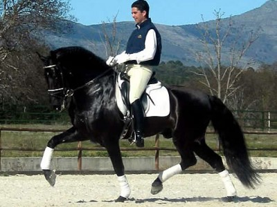 Marbella Horses - Doma Clasica - Entrenamiento caballos - Doctor