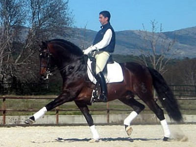 Marbella Horses - Doma Clasica - Entrenamiento caballos - Kefren