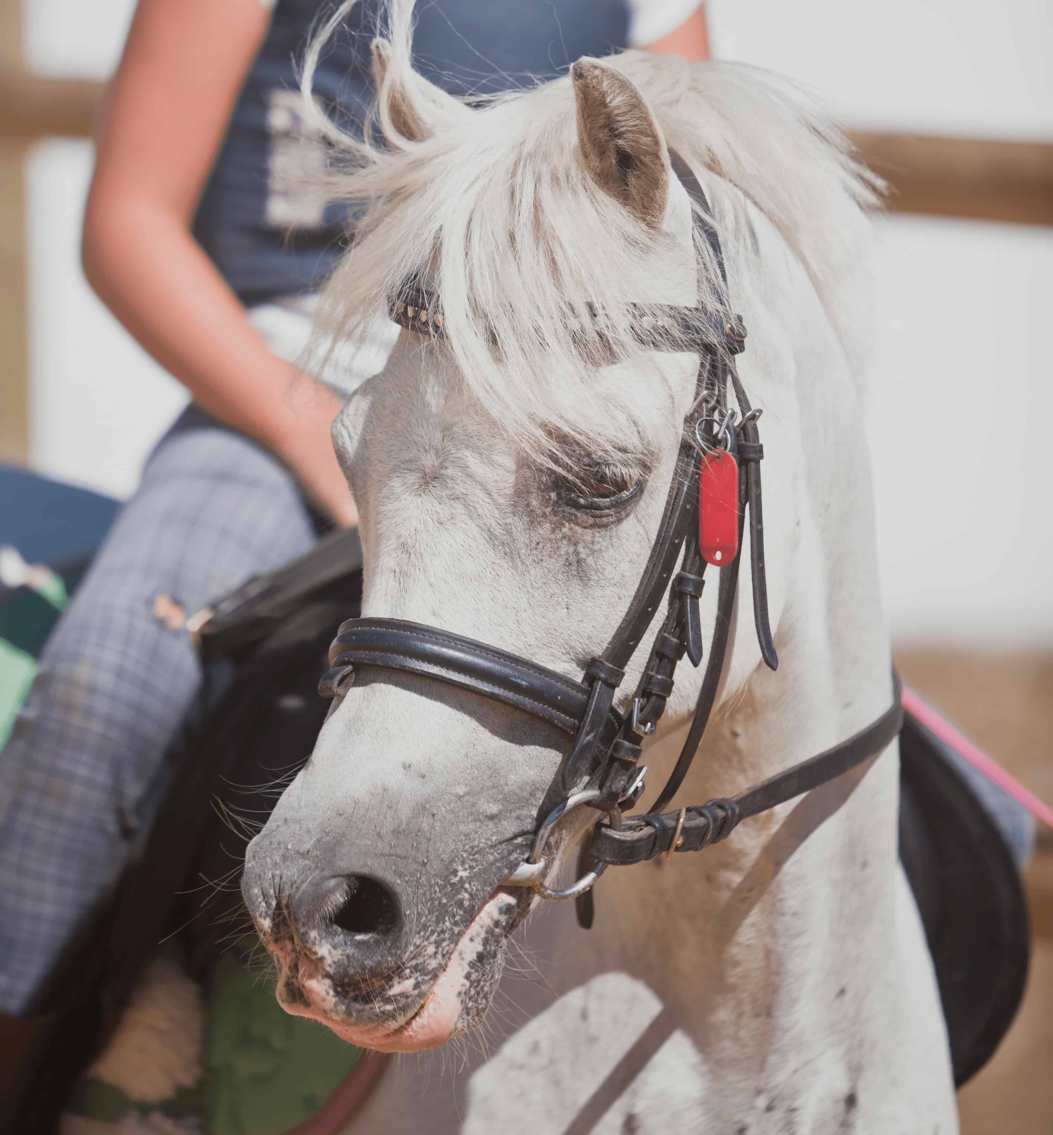 He is a typical Welsh pony like the ones found in horse breed books. Chuche  is very intelligent and as an adult pony, knows exactly how to interpret  the rider. He also has three good quality gaits and gives you the feeing that your riding a big horse !
