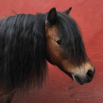 A stunning Shetland with a long and beautiful mane and tail who has become our little “gentleman”. He is very polite and attentive to the children.