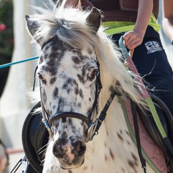 Pascali is our lovely appaloosa cob and is another very popular pony. Her easy going character and manageability make her an extraordinary pony to help build confidence and give the feeling of security.
