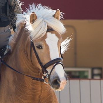A beautiful and strong pony , typical of the Austrian Haflinger breed. Born in 2009, he has very good qualities for dressage. Pegaso is one of the most popular ponies in our Pony Club, due to his unique charm. He has also been trained to work in harness and pull a cart.